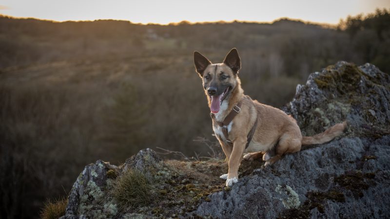 photo chien en haut falaise en Ille et Vilaine