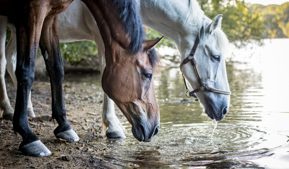 chevaux buvant dans un étang pendant une séance photo en Ille et Vilaine