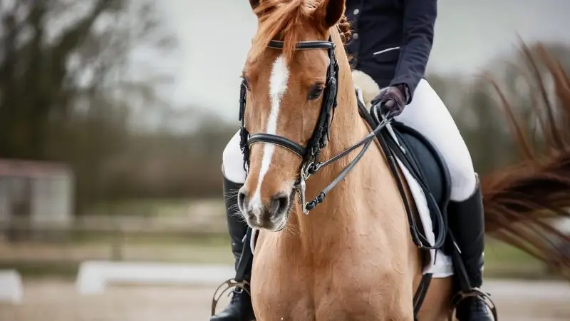 photo cheval concours de dressage Ille et VIlaine