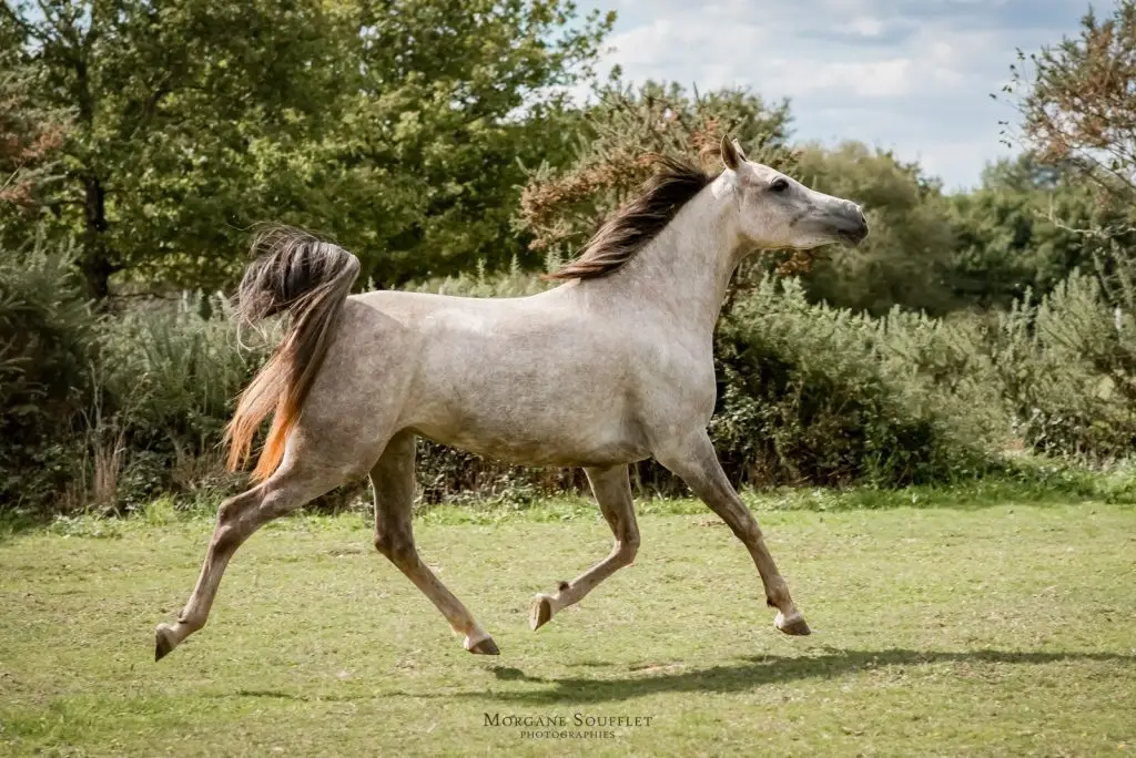 photo pur sang arabe trotting dans une écurie en Ille et Vilaine